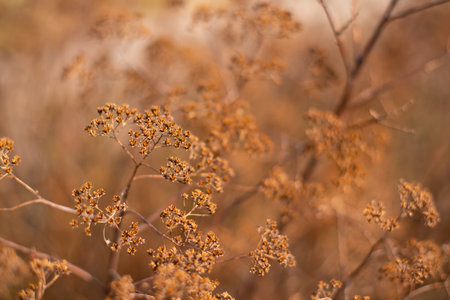 Dry pattern flowers on beige background top view. Backgroundの写真素材