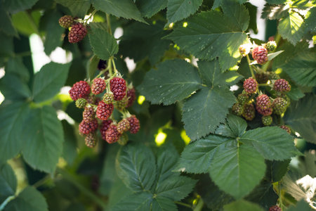 A bunch of ripe blackberry fruits on a branch with green leaves. Beautiful natural background....