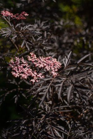 Pink flowers of black elderflower against the blue sky. Black elderberry bush
