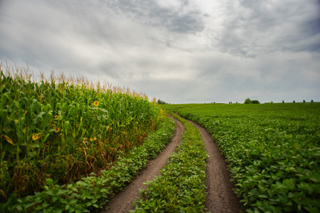 Dirt road through the field with corn and soybeans on the background of cloudy sky.