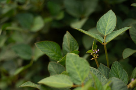 Flowers and leaves of soy Glycine max Moench close-upの写真素材