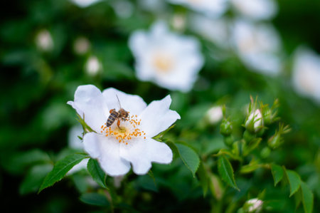 Bee on a background of white rosehip flowers.の写真素材