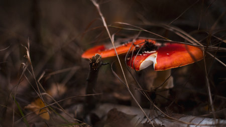 Amanita muscaria, a hallucinogen mushroom on forest floor