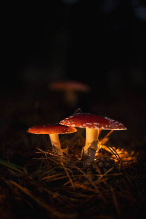 Red fly agaric Amanita muscaria mushroom on forest floorの写真素材