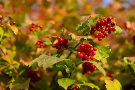 Macro photograph of Viburnum (possibly Viburnum opulus) berries and foliage in autumn.