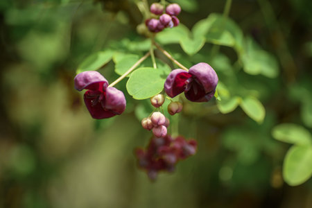Close-up. Small unusual Chocolate vine purple flowers