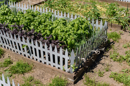 Well-maintained raised garden beds surrounded by white picket fences in a backyard garden.