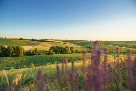 The scene captures the tranquility and natural beauty of the countryside, ideal for themes of...