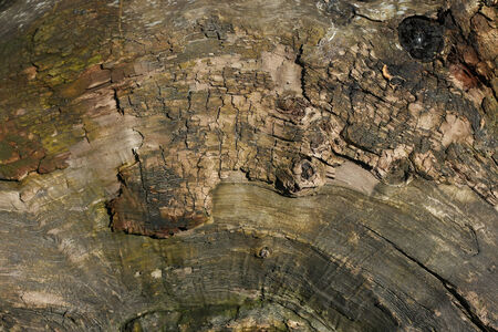 Old wood cracked texture background