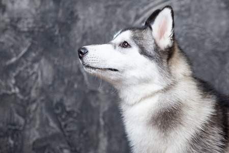 young dog husky on a gray background in the studio .large planの写真素材
