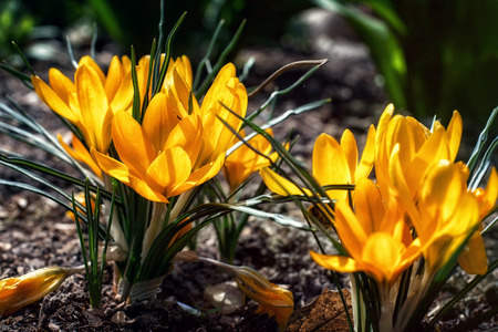 Close-up of wild crocus flowers
