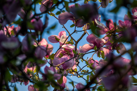 Blossoming of magnolia flowers in spring timeの写真素材