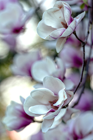 Blossoming of magnoliaの写真素材