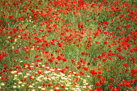 Poppy flowerの写真素材