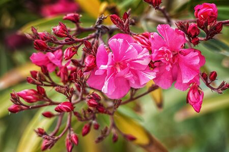 Close-up pink flower, Milos, Greeceの写真素材