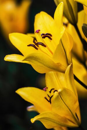 yellow closeup lilyの写真素材