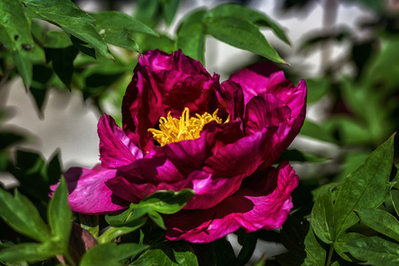 Peony flower headsの写真素材