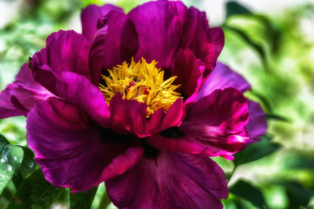 Peony flower headsの写真素材