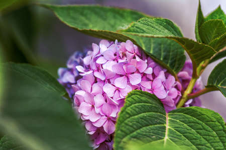 beautiful hydrangea flowers