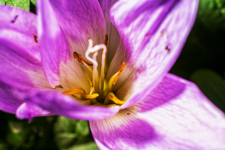Autumn crocus  or Colchicum autumnaleの写真素材