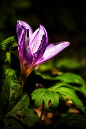 Autumn crocus  or Colchicum autumnaleの写真素材