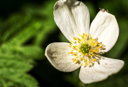beautiful flowersの写真素材