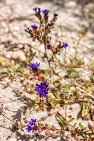 beautiful flowersの写真素材
