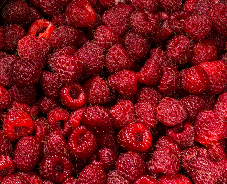 Closeup of fresh picked raspberries