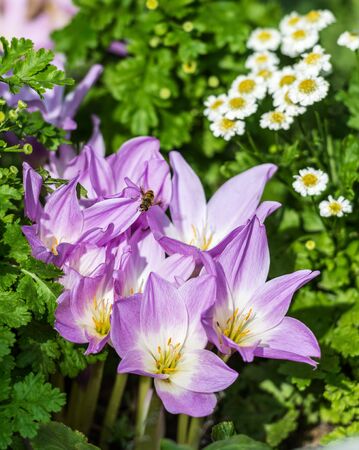 Autumn crocusの写真素材
