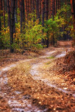 Pathway through the autumn forestの写真素材