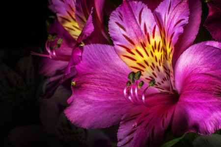 Floral bouquet, macro on isolated backgroundの写真素材