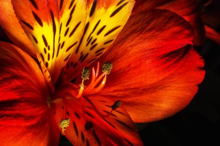 Floral bouquet, macro on isolated backgroundの写真素材