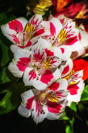 Floral bouquet, macro on isolated backgroundの写真素材