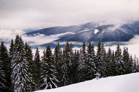 Colorful winter morning in the Carpathian mountains.Carpathian, Ukraine, Europe.の写真素材