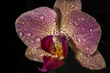 Pink orchid on a black background, macroの写真素材