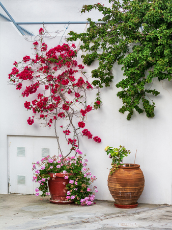 Traditional Greek village with bougainvillea flowers on Milos island, Greeceの写真素材