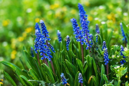 Bright close up flowers in a spring gardenの写真素材