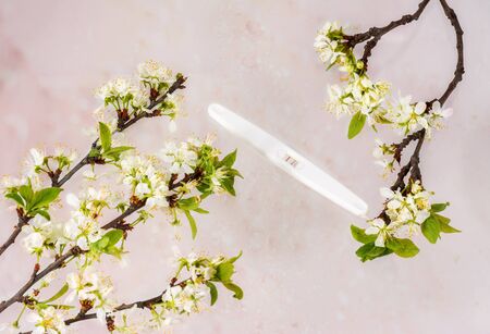 New life (pregnacy test) with branch of blossoming plum treeの写真素材