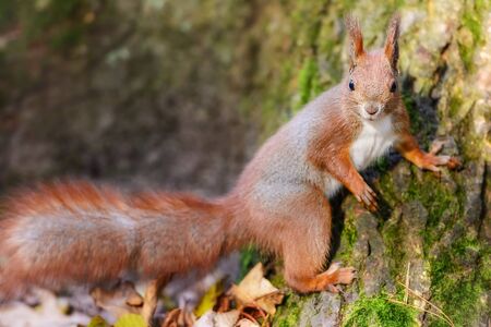 Squirrel in a forestの写真素材