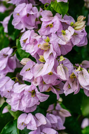 Beautiful greek Bougainvillea, Greece, Kefaloniaの写真素材