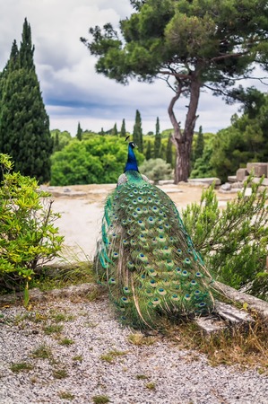 Peacocks in the garden at Mount Filerimos. Rhodes island, Greeceの写真素材