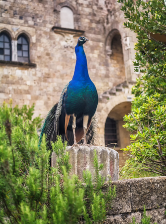 Peacocks in the garden at Mount Filerimos. Rhodes island, Greeceの写真素材
