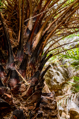 Preveli Beach with Palms park on Crete island, Greece.の写真素材