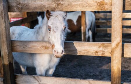 Horses and pony in a horse farmの写真素材