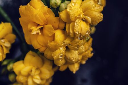 Kalanhoe flower studio macro shootの写真素材