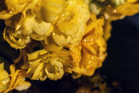 Kalanhoe flower studio macro shootの写真素材