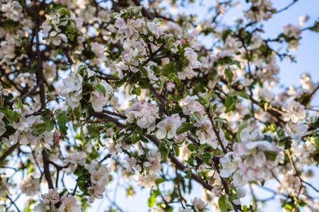 Flowering apple tree at spring timeの写真素材