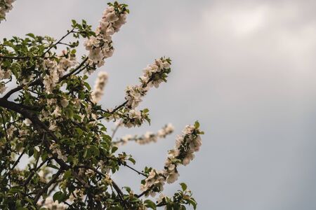 Flowering apple tree at spring time before the rain