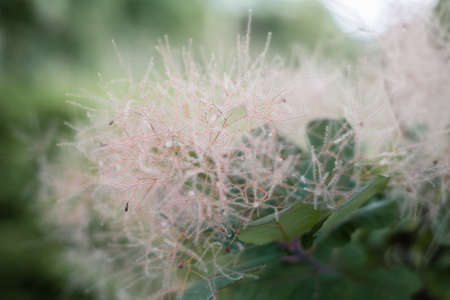 Close-up flower photography. Macro photography with flowers. Natural background.