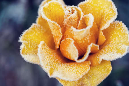 Frosty autumn morning with flowerの写真素材